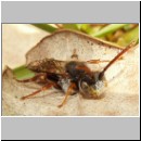 Nomada flava  - Wespenbiene w04.jpg